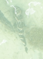Epinephelidae