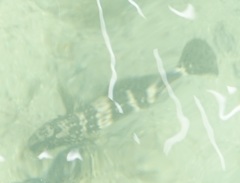 Epinephelidae