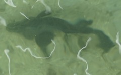 Epinephelidae
