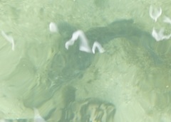 Epinephelidae