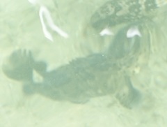 Epinephelidae