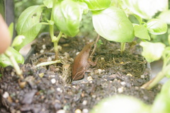 Litoria paraewingi