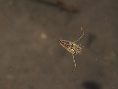 Enithares biimpressa