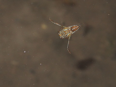 Enithares biimpressa