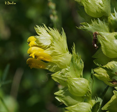 Rhinanthus subulatus