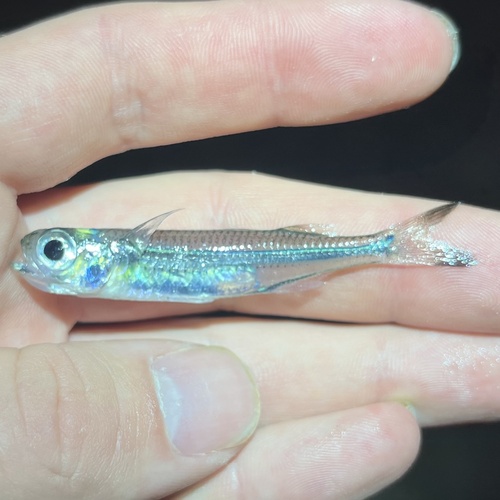 Silversides