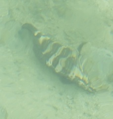 Epinephelidae