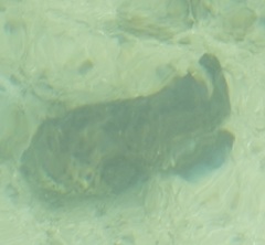 Epinephelidae