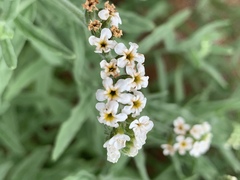 Heliotropium steudneri