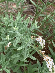 Heliotropium steudneri