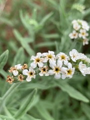 Heliotropium steudneri