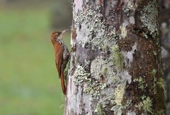 Lepidocolaptes squamatus