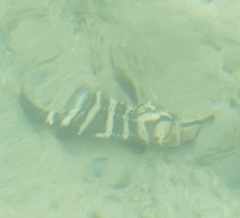 Epinephelidae