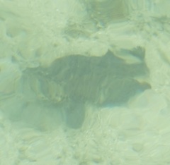 Epinephelidae