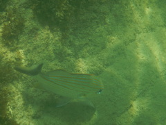 Haemulon carbonarium