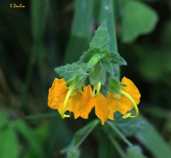 Rhynchocorys orientalis