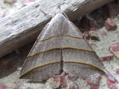 Colobochyla salicalis