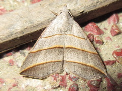 Colobochyla salicalis