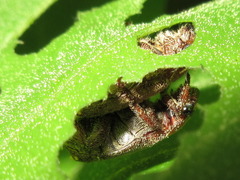 Adoretus tenuimaculatus