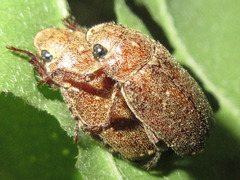 Adoretus tenuimaculatus