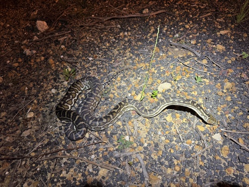 Southwestern Carpet Python sighting