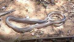 Dromicodryas bernieri