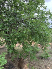 Commiphora edulis edulis