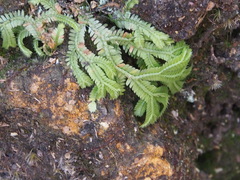 Selaginella doederleinii
