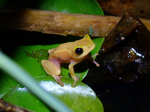 Maria's Reed Frog, Hyperolius mariae