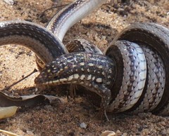 Trachylepis aureopunctata