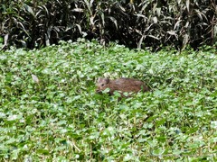Cavia aperea anolaimae