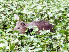 Cavia aperea anolaimae