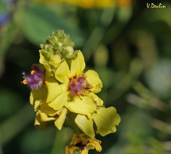 Verbascum pyramidatum