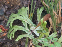 Selaginella doederleinii