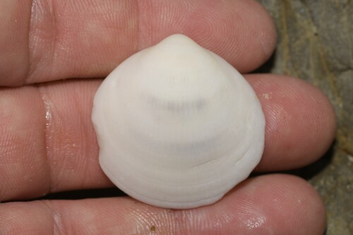 Glycymeris holosericus, 2025-10-24