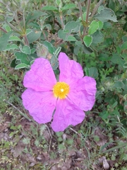 Cistus creticus eriocephalus