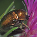 Green Pot Beetle - Photo (c) Felix Riegel, some rights reserved (CC BY-NC), uploaded by Felix Riegel