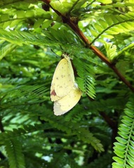 Eurema alitha