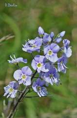 Veronica gentianoides