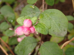 Symphoricarpos × chenaultii