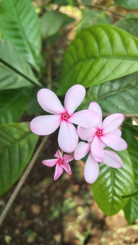 Kopsia fruticosa