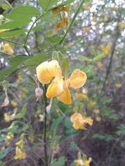 Hippocrepis emerus emerus