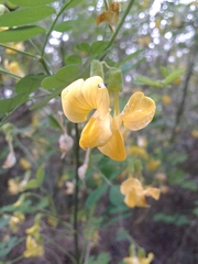 Hippocrepis emerus emerus