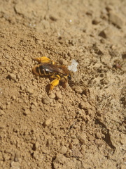 Leioproctus fulvescens