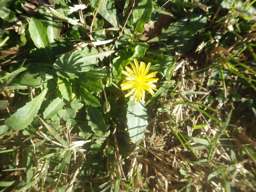 Italian Hawksbeard (Crepis bursifolia)