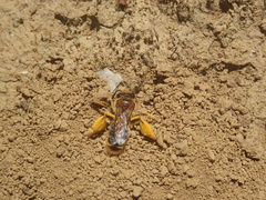 Leioproctus fulvescens