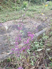 Callicarpa rubella