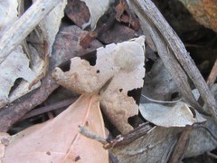 Oglasa prionosticha