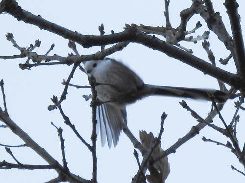 Long-tailed Tit