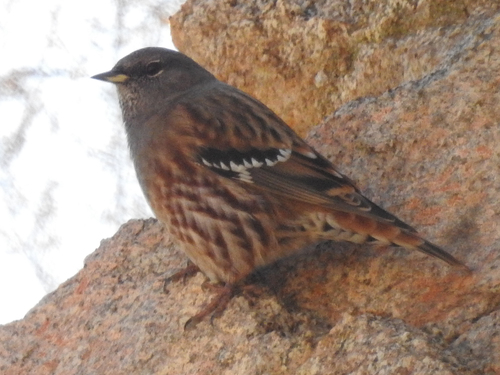 Alpine Accentor